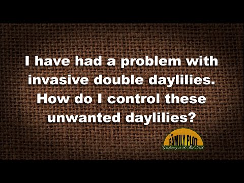 3rd YouTube video about are all daylilies invasive