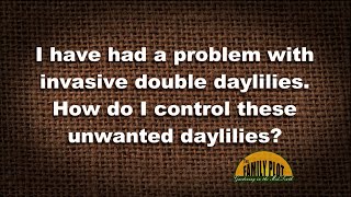 Q&A – How do I control invasive double daylilies?