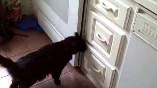 Kočičí vzpoura u nas doma...Pussy riot? Ani ne ;-)