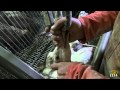foiegras - YouTube