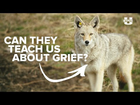 USU Researchers Investigating Grief with the Help of Coyotes