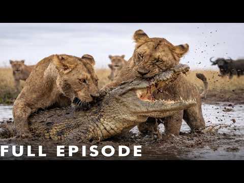 Lion vs Crocodile: Who Wins This Brutal Fight | Nature Animal Documentary
