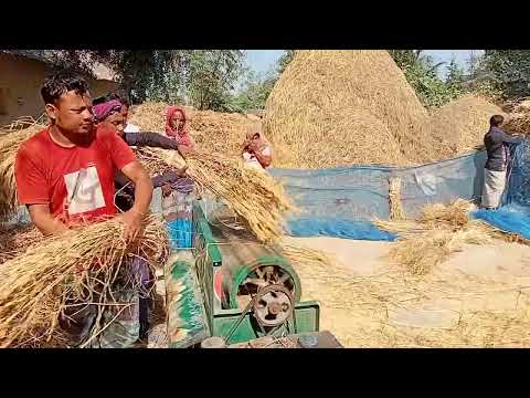বিরামপুরে মেশিনের সাহায্যে ধান মাড়াই