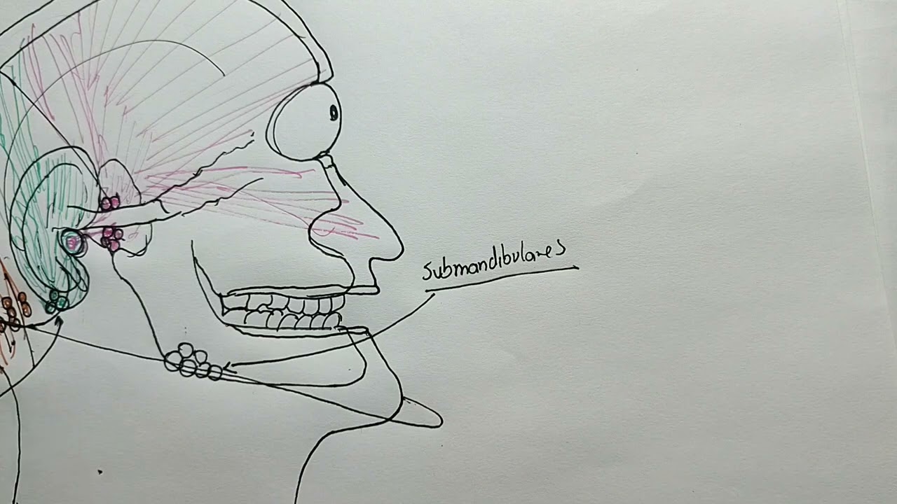 Anatomía: drenaje linfático de cabeza y cuello