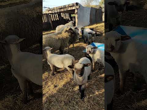 en la granja de un amigo de Córdoba argentina