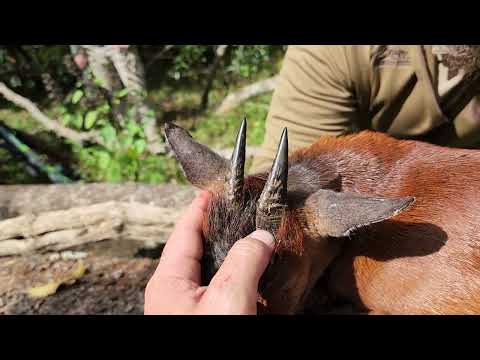 Beautiful Red Duiker for Dust!
