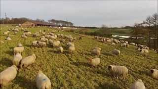 preview picture of video 'Schlaflos? Schafe zählen!- Sleepless? Sheep counting – lustig funny - DJI Phantom Vision'