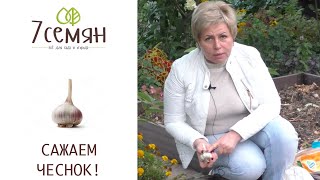 КАК И КОГДА САЖАТЬ ЧЕСНОК ПОД ЗИМУ!
