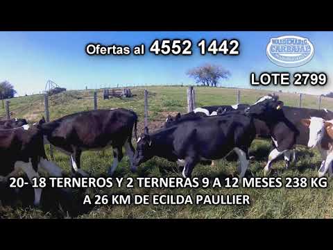 Lote 20 Terneros y Terneras 12 HO- 4 HO c/ HE- 2 KIWI- 1 HO c/ NO- 1 HO c/ AA 238 Kgkg -  en Juan Soler- A 6 Km de Ecilda Paullier