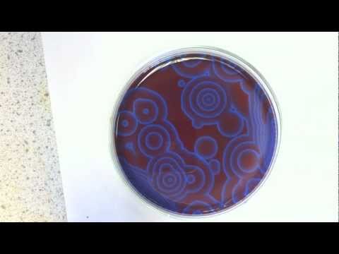 The Belousov-Zhabotinsky Oscillating Reaction