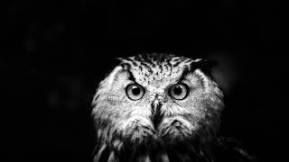Download lagu Suara Burung Hantu (Sound Only) mp3