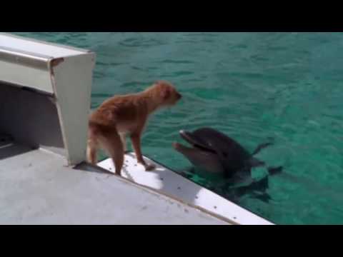 Vangelis Papathanasiou ~ Song Of The Seas