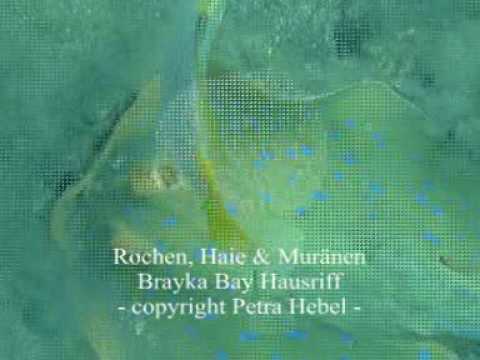 Schnorcheln in der Brayka Bay