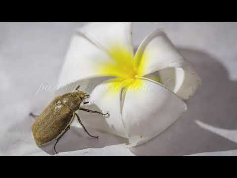 Un gesto d'amore   HD 1080p