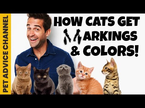 How do cats get their coat color and markings - a special