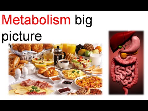 Metabolism big picture