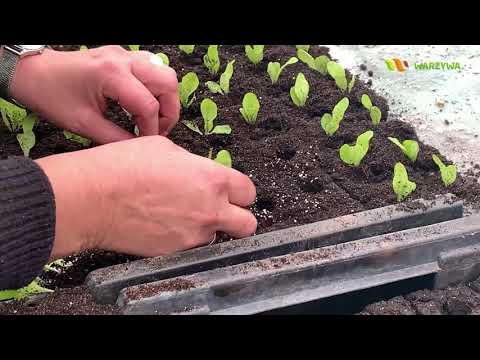 Produkcja rozsady sałaty