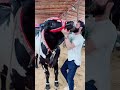 15 Lakh Ka Khubsurat BaiL Qurbani 2023 Sufirasheed Shorts
