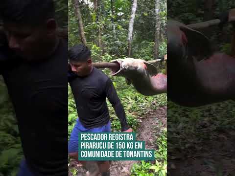 Pescador registra Pirarucu de 150 kg em comunidade de Tonantins!  😮🐟