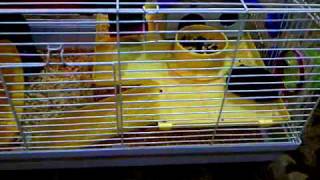 VID-20110708-00006.3GP