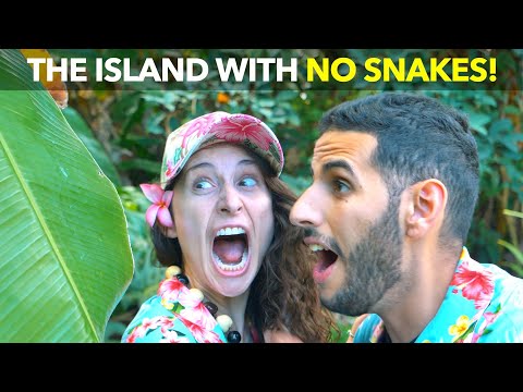 無蛇之島! (The Island with No Snakes!)