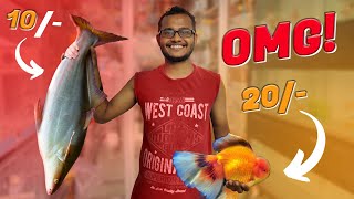 Fish Tank | Cheap Fishes | Exploring Fishes