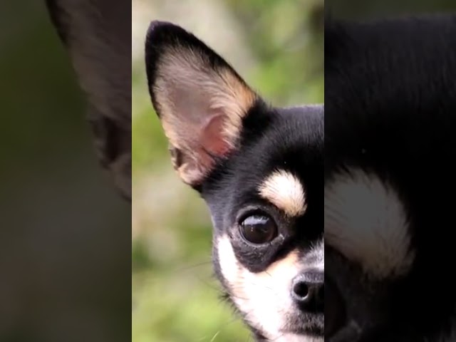 Vídeo relacionado con Suplemento de hierbas Billy no mates para repeler de manera natural y eficaz las pulgas, garrapatas y bichos