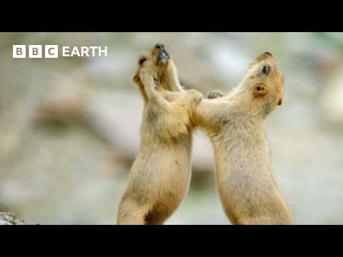 Himalayan Marmots Battle for Survival in Winter | Mountains: Life Above The Clouds | BBC Earth