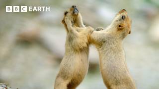 קרב המרמוטים ההימלאיים על הישרדות בחורף | BBC Earth