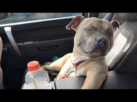Des chiens qui changeront votre humeur pour toujours