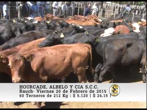 Hourcade Albelo y Cía. S.C.C. - Venta Invernada - Rauch - 20/02/2015
