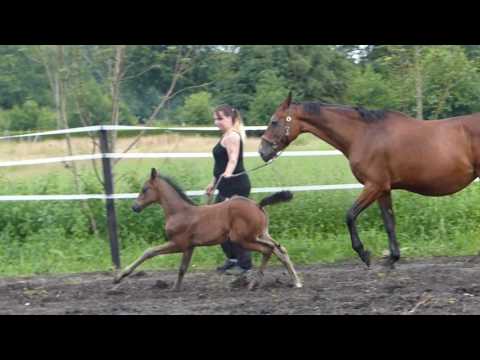 Hengstfohlen von Sir Heinrich aus Rotspon FOR SALE