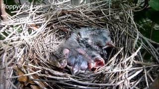 Download the video "Baby Cardinal Birds in Nest and Learning to Fly - Baby Cardinal Birds Growing Up - Floppycats"