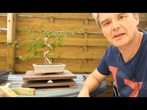 Fraxinus xanthoxyloides var. dumosa bonsai 2