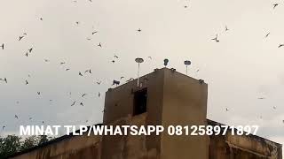 Download lagu Suara panggil walet super sedot Kalimantan Sulawesi sumatra ntb mp3