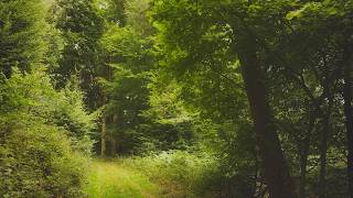 🌳 4K - Relaxing Nature Sounds For Stress Relief, Forest Sounds, Bird Song, No AI