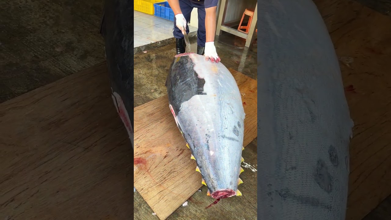 Therapeutic Bluefin Tuna Cutting – Giant Bluefin Sliced to Perfection!#bluefintuna #satisfying