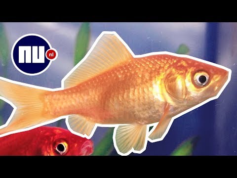 Heeft een goudvis een geheugen van drie seconden?