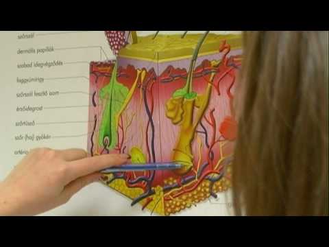 A femoralis véna tüneteinek visszér