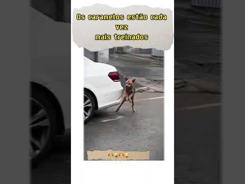 Vira-latas cada vez mais eficazes! #shorts #caramelo #viralata #cachorro #cachorrinhos