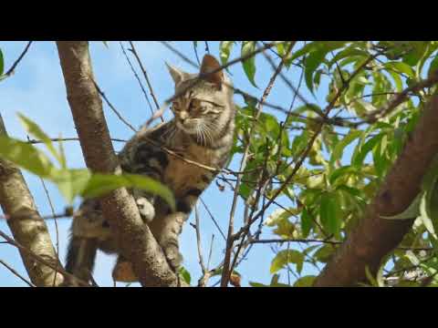 Funny cats -Do not try to laughter challenge