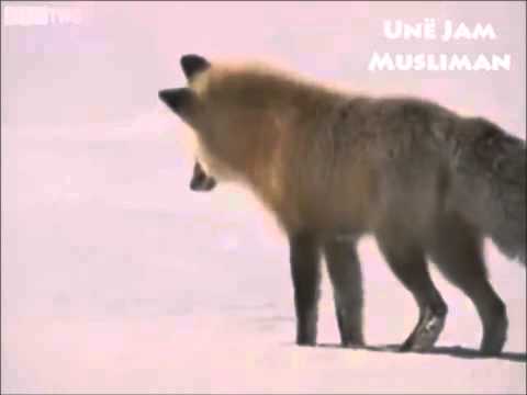 E ska dyshim qe kjo është mrekulli e Allahut