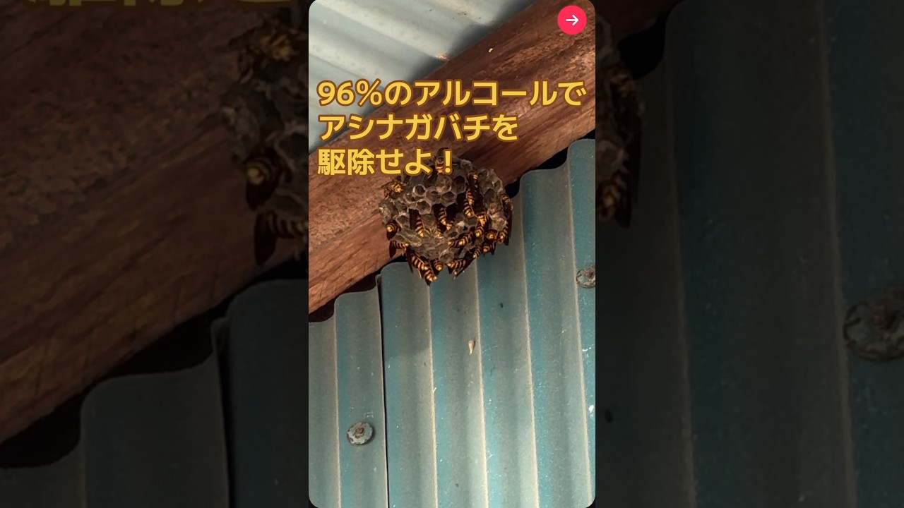 【アシナガバチ】スピリタスチャレンジ！アルコールで蜂駆除🐝大成功❗️
