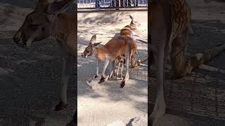おかあさんのお腹に隠れるカンガルー #東山動物園
