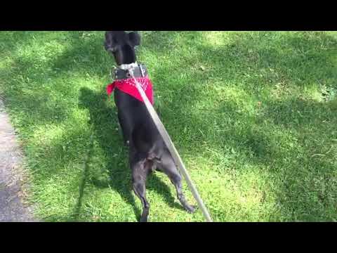 10 month UPDATE HEIDETERRIER X PATTERDALE bitch from friend fell terrier(3)