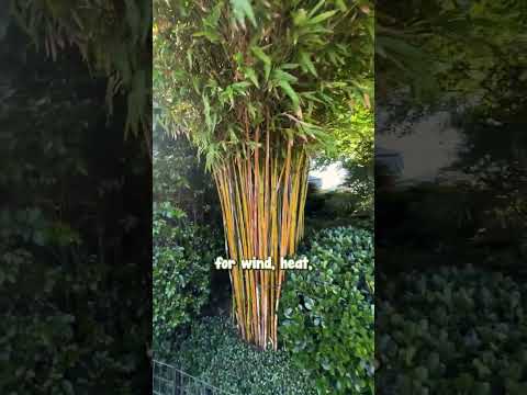 Slender Weavers - The Bamboo That is So Compact and Easy to Manage.