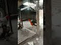 Ayam Bangkok Pakhoy Shorts Ayambangkok