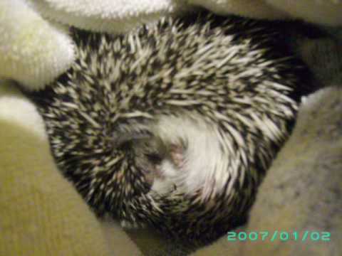 my hedgehog snuffles
