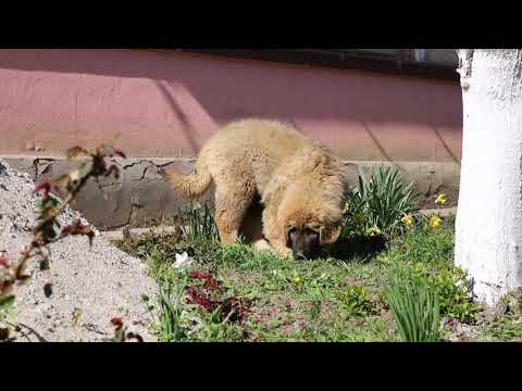 Young Caucasian Shepherd females playing in the sun - How fun they can be!