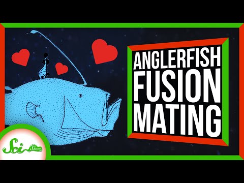 How Anglerfishes Become One With Their Partners